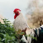 La Pagliera 4* אגריג'נטו