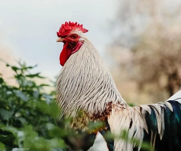 La Pagliera 4* Agrigente